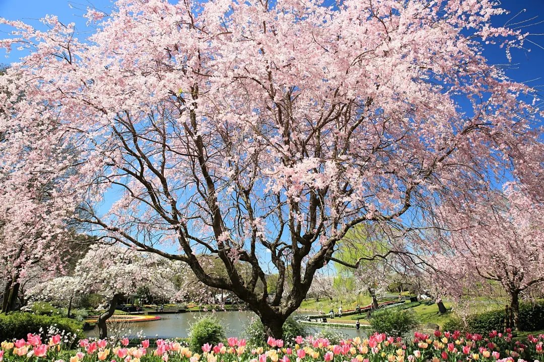 🏞️ 하나사키 스포츠 공원 (아사히카와시 하나사키 스포츠 코엔) 이미지 6